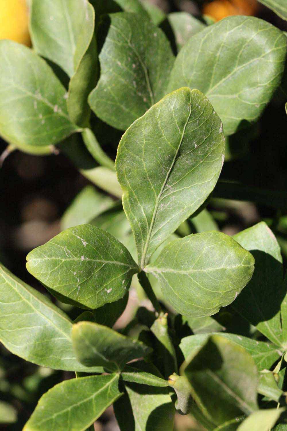              Trifoliolate leaf (Riverside, CA)       